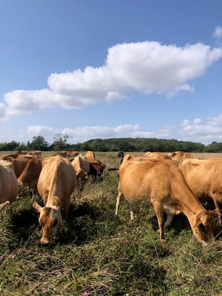 Jersey cows grazing on field