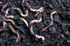 worms on dark brown soil